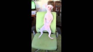 Hairless Dancing Nathan  Snoopy Dance 2012 [upl. by Ynnaj602]