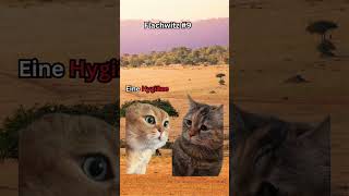 Katzen Memes Was lebt in der Savanne und ist immer sauber  katzenmemes catmemes flachwitze [upl. by Trevah]