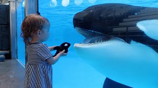 Little girls Orca meets the real thing  quotKiller Whale UpClose Tourquot at SeaWorld Orlando [upl. by Artinad165]