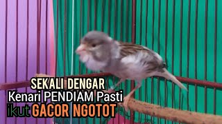 Kenari Gacor Cuit cuit Ngerol MENEKAN LAWAN AMPUH utk Pancingan Kenari PAUD belajar Bunyi amp MACETAN [upl. by Lorant31]