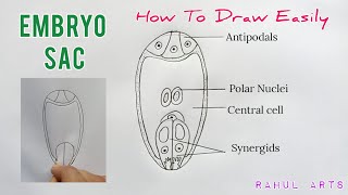 How to Draw Embryo Sac  Well Labelled Diagram of Embryo Sac  Class 12  Embryo Sac Figure [upl. by Hullda]