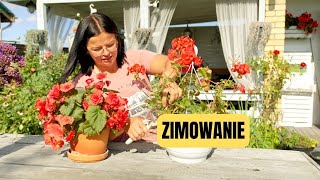 ZIMOWANIE PELARGONII I BEGONII [upl. by Adnamma]