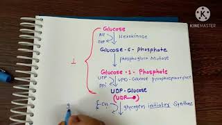 glycogenesis।। ग्लाइकोजेन का बनना।। in Hindi amp English [upl. by Ecnerrat327]