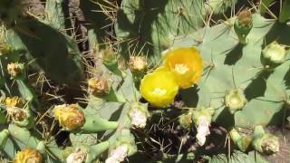 CACTUS Yellow Flowers Opuntia Dilleni [upl. by Ahsaten]