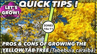 EXPERT ADVICE ON HOW TO BEST GROW AND CARE FOR THE YELLOW TAB Tabebuia Caraiba [upl. by Venuti449]