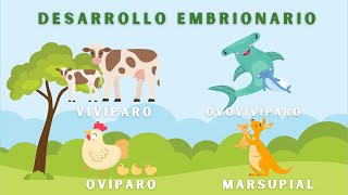 Desarrollo Embrionario en Animales Video Educativo Animado [upl. by Harwilll]