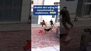 Aksi Anjing Menyelamatkan Majikannya [upl. by Deanna]