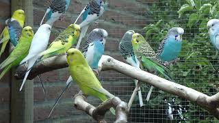 10 Minuten Parkieten geluiden – Parakeet sounds – Lovebird sounds – Budgerigar sounds – Bird sounds [upl. by Ycats116]