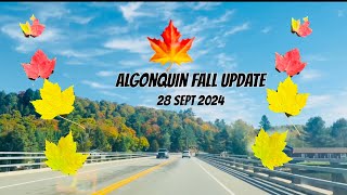 Algonquin 2024 fall colours update 28 september  algonquin highway 60 fall colours travel vlog [upl. by Yenffad887]