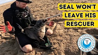 Seal Wont Leave His Rescuer [upl. by Noryt]