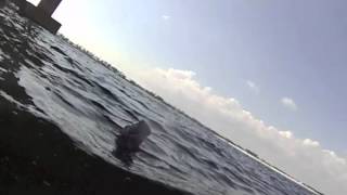 Manatee spotted in Orange Beach AL [upl. by Bikales]