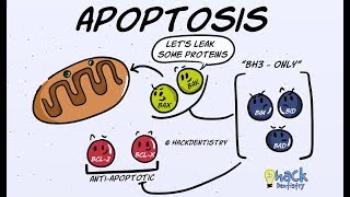 Apoptosis  Introduction Morphologic Changes and Mechanism [upl. by Nyvar]