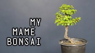 HOW MAKE TO MY MAME BONSAI  आप जेड मामे बोनसाई कैसे बनाए  Bonsai The Art 🏝 [upl. by Prosperus]