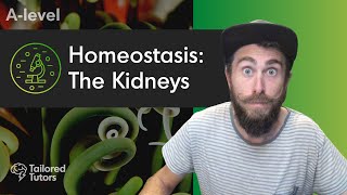 Homeostasis The Kidneys  ALevel Biology Revision  AQA [upl. by Odlavso]