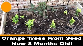 Growing Oranges From Seed 8 Month Update [upl. by Corneille]