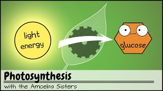 Photosynthesis UPDATED [upl. by Aerdnuahs]