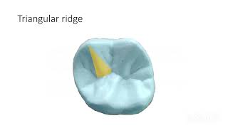 LANDMARKS OF TOOTH  CUSP  RIDGE  FOSSA SULCUSGROOVEPITSMAMELONSCINGULUMTooth Morphology 1 [upl. by Held]