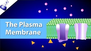 The Plasma Membrane and the Fluid Mosaic Model [upl. by Bar]