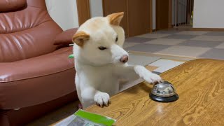 ベルを連打してオヤツくれアピールする柴犬の必死さがすごい！ [upl. by Eneluqcaj]