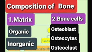 Composition Of BoneFunctions of Bone CellsOsteoblastOsteocytesOsteoclastBone CellsBone Matrix [upl. by Dira945]