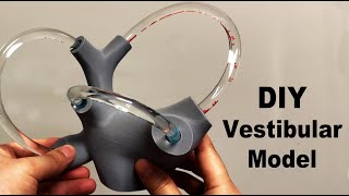 DIY Fluid Filled Vestibular Model BPPV Vertigo Treatment Visualized [upl. by Dirrej]