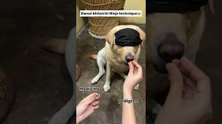 Ninja technique 😂  labra rubi  youtubeshorts shorts labrador dog funny viralsongs memes [upl. by Jevon]