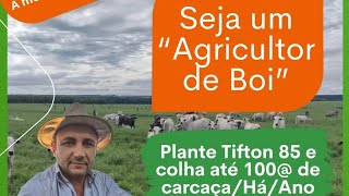 Saiba tudo sobre Implantação Mecanizada de Tifton 85 XIRU mudas [upl. by Aihsiyt865]