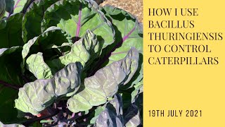 How I use Bacillus Thuringiensis on my brassicas and types and removal of nets [upl. by Dressel704]