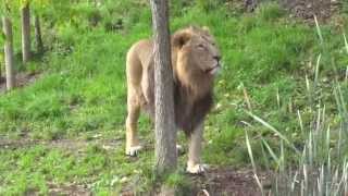 Radja  Asiatic Lion of Zurich Zoo Roaring [upl. by Mickey]