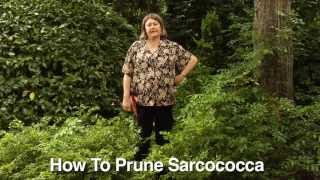 How to Prune Sarcococcas  Instructional Video w Plant Amnesty [upl. by Oremo123]