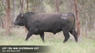 LOT 120 MILLAH MURRAH ULSTERMAN U27 [upl. by Schoenfelder]