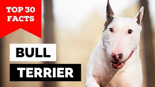 99 of Bull Terrier Dog Owners Dont Know This [upl. by Scopp]