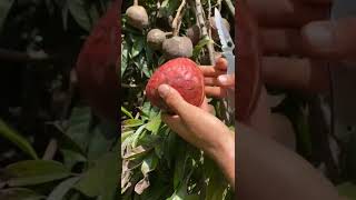 Annona reticulata fruit fruit shorts trending viral [upl. by Cherice147]