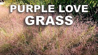 HowTo Mass Plant Purple Love Grass from Seed Into a Gravel Road [upl. by Repohtsirhc]