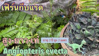 เฟิร์นกีบแรด Angiopteris evecta ก้านสูงยาวเด่นทะลุ 3 เมตร [upl. by Ennayelhsa987]