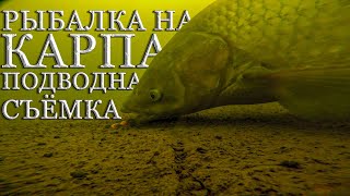 РЫБАЛКА НА КАРПА подводная съёмка [upl. by Ganley]