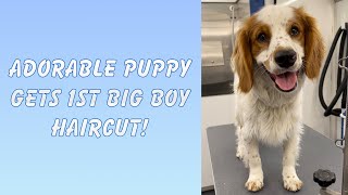 Cocker SpanielGolden Retriever Puppy Gets Groomed [upl. by Skvorak]