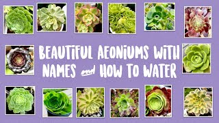 Types of Aeoniums and How to Water them with Names and Pictures  Succulents by Vonny [upl. by Willett]