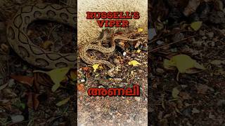 മഴയത്തൊരു അണലി പിടിത്തം🐍 Rescuing a dangerous Russells Viper sarpa urbanwildlife snakerescue [upl. by Aryc]