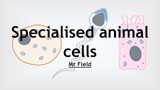 GCSE Biology 02  Specialised animal cells [upl. by Trebleda]