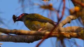 Australasian Figbird Sphecotheres vieilloti ♂  Australischer Feigenpirol 1 [upl. by Atarman]