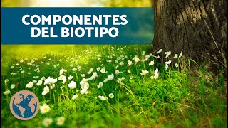 ¿Qué ES un BIOTIPO 🌳 Diferencia entre Biotopo y Biocenosis [upl. by Modeerf]