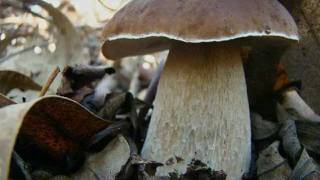 Boletus en las jaras [upl. by Ellene491]