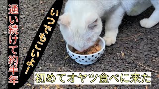 シャーシャー白猫ちゃん初めてオヤツ食べに来ました！No15 [upl. by Llenahs]