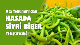 Tohumdan Hasada Sivri Biber Yetiştiriciliği [upl. by Baylor]