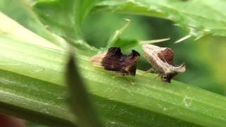 Treehoppers Membracidae Entylia carinata on Thistle [upl. by Crissy]