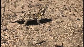 Texas Horned Lizard [upl. by Faustus18]