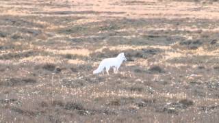 Barrow Alaska [upl. by Kcajyllib]