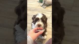 Australian Labradoodle Puppies for sale [upl. by Adelric867]