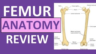 Femur Bone Anatomy Lecture and Landmark Markings [upl. by Norel28]